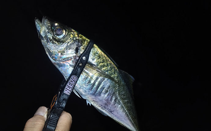 アジング大会のプラで35cm級大型アジが連発！【福井】練習で釣れすぎて翌日の本番は棄権？