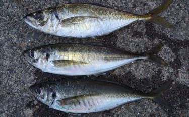 アジング大会のプラで35cm級大型アジが連発！【福井】練習で釣れすぎて…