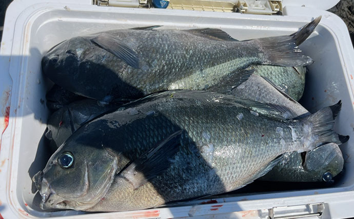 磯フカセ釣りで良型クロの入れ食いを堪能！ 特級磯では49cmも登場【大分県・鶴見の磯】