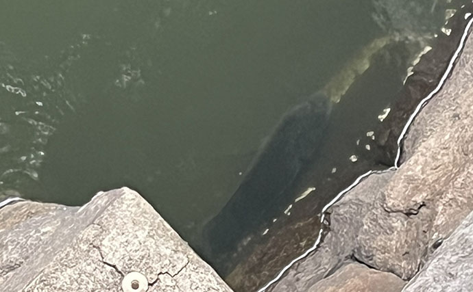 東京出張のお供にクロダイ落とし込み釣りと深川めしが最高！　運河のデカチヌを狙ってみた