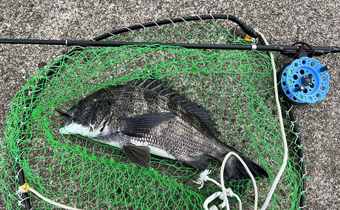 東京出張のお供にクロダイ落とし込み釣りと深川めしが最高！　運河のデカチヌを狙ってみた