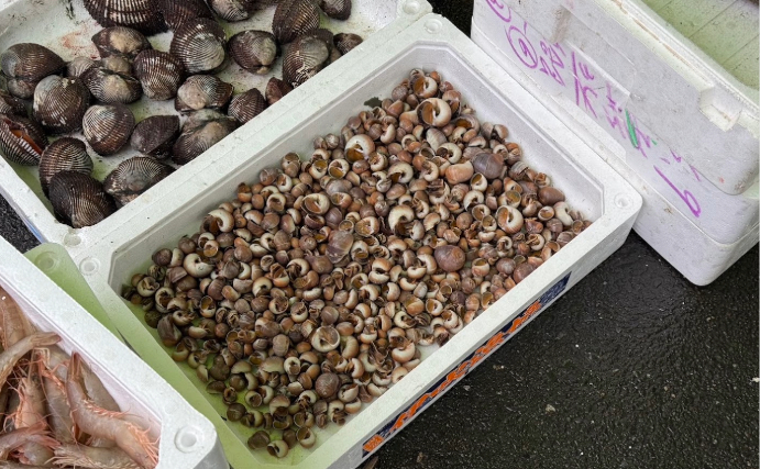 潮干狩り時に見かける「海の茶碗」の正体は食用貝『ツメタガイ』の卵