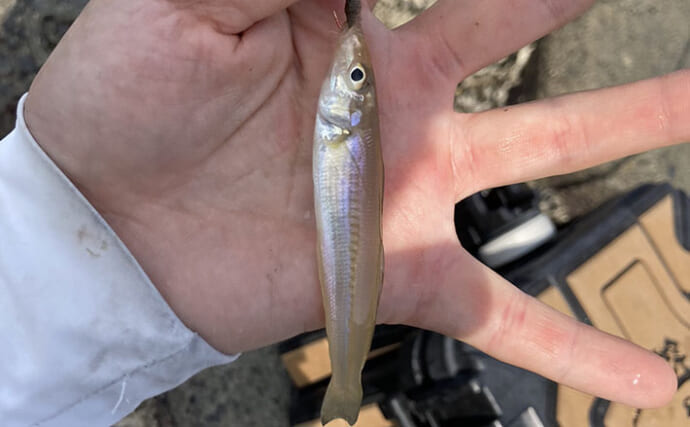 三重県のシロギス釣果レポート：楠漁港の投げ釣りで小型本命2匹！ シーズン本番はこれから