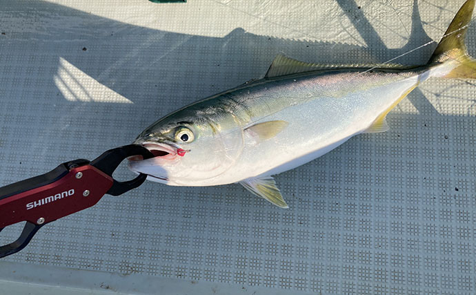 的矢湾沖のタテ釣りでメジロ4匹にヒラメ登場【三重】初夏らしい好反応に満足！