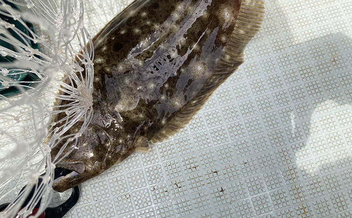 的矢湾沖のタテ釣りでメジロ4匹にヒラメ登場【三重】初夏らしい好反応に満足！