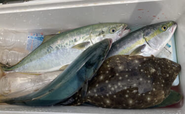 的矢湾沖のタテ釣りでメジロ4匹にヒラメ登場【三重】初夏らしい好反応に満…