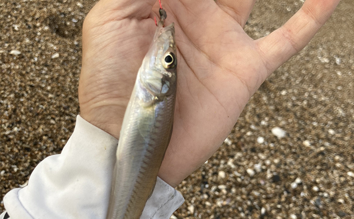 千代崎海岸で投げ釣り好調【三重】速めの誘いで17cm良型シロギスをキャッチ！