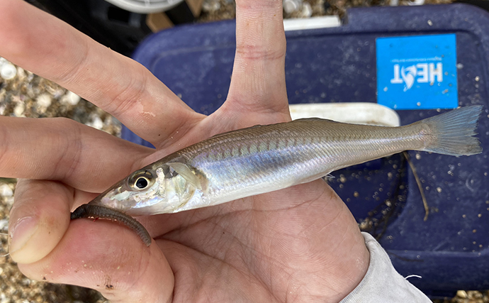 千代崎海岸で投げ釣り好調【三重】速めの誘いで17cm良型シロギスをキャッチ！