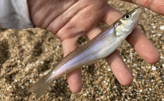 千代崎海岸で投げ釣り好調【三重】速めの誘いで17cm良型シロギスをキャッチ！