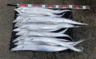 伊良湖水道テンヤタチウオ釣りで指5.5本クラスを筆頭に本命16匹キャッ…