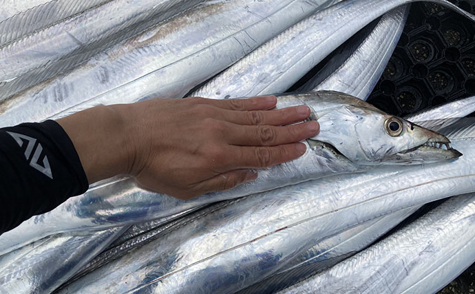 魚市場に並ぶ魚を観察して8月の奥伊勢湾の釣りを予測　タチウオ＆アジに本格シーズン到来