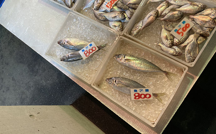 魚市場に並ぶ魚を観察して8月の奥伊勢湾の釣りを予測　タチウオ＆アジに本格シーズン到来