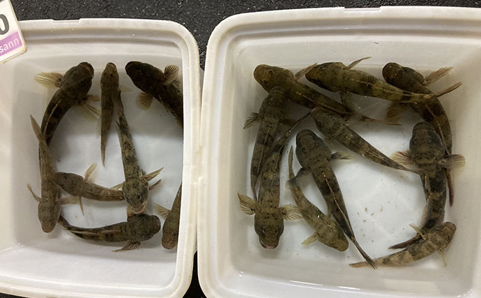 魚市場に並ぶ魚を観察して8月の奥伊勢湾の釣りを予測　タチウオ＆アジに本格シーズン到来