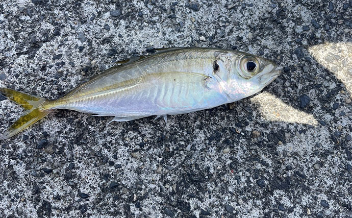 魚市場に並ぶ魚を観察して8月の奥伊勢湾の釣りを予測　タチウオ＆アジに本格シーズン到来