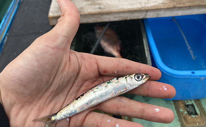 的矢湾沖タテ釣りでマダイ・ヒラメ・青物など多彩釣果！【三重】仕掛けの使い分けが奏功？