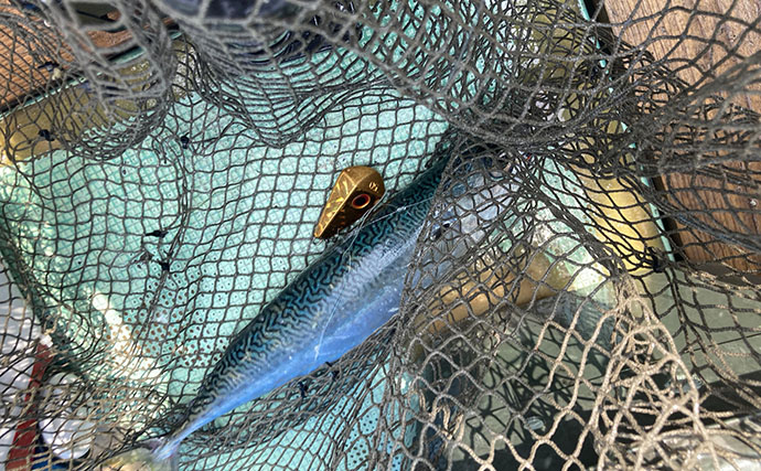 的矢湾沖タテ釣りでマダイ・ヒラメ・青物など多彩釣果！【三重】仕掛けの使い分けが奏功？