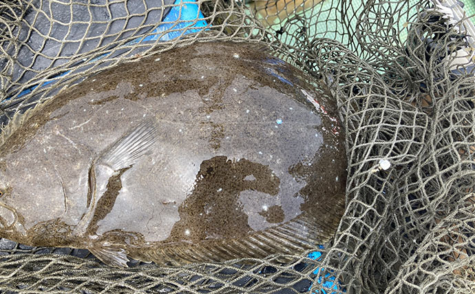 的矢湾沖タテ釣りでマダイ・ヒラメ・青物など多彩釣果！【三重】仕掛けの使い分けが奏功？