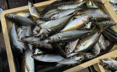 釣ったアジで愛犬用のおやつ作り　東京湾のライトアジ釣りで食材をゲット！