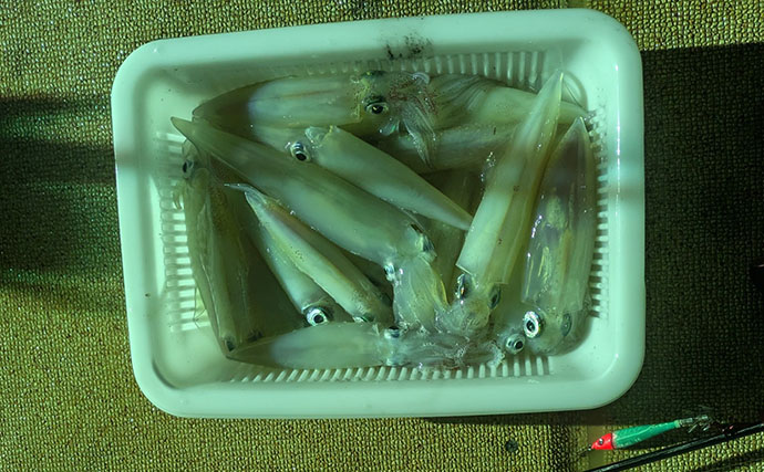 「赤緑のスッテにしかアタらない？」 イカメタル釣行でケンサキイカの数釣りを堪能【京都】