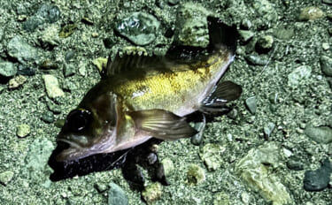 釣り人は釣れた日よりも釣れなかった日の方がよく覚えている？ ボウズにも…