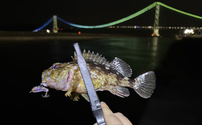 夜の垂水漁港でカサゴ好捕！【兵庫】0.5gの軽量ジグヘッドで連発した釣り方とは？