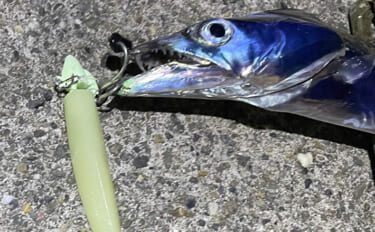 7～8月の大阪湾沿岸ルアー釣りおすすめターゲットを紹介　目玉は泉南のタ…