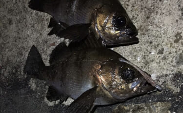 梅雨にメバルが釣れなくなる理由とは？　「魚が消えた」と感じる原因と攻略…