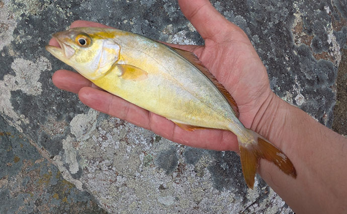漁港周辺の浅場でライトロックゲームを満喫【京都】シオにハタ類など5魚種をキャッチ！