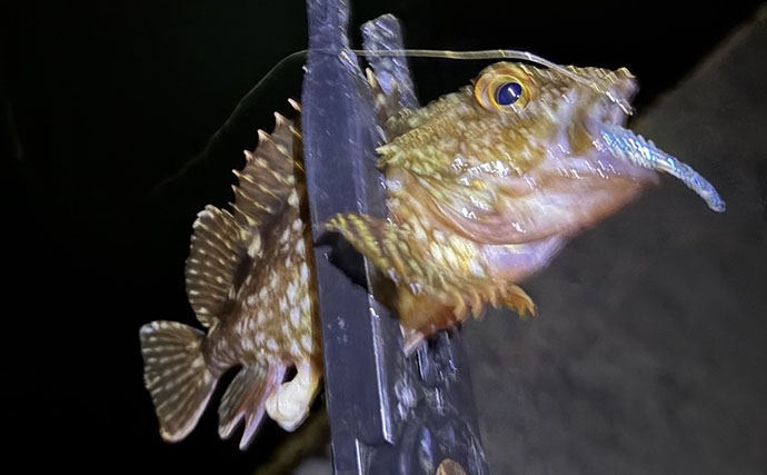 泉南エリアのライトルアー釣行でカサゴ20尾超え【大阪】表層直下で連発する場面も