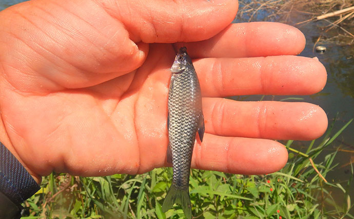 埼玉・びん沼川で淡水「二刀流」釣りを満喫　タナゴ23尾に50cm級コイも登場