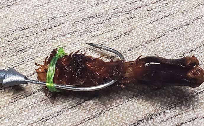リスが作った天然ルアー「森のエビフライ」で釣りしてみた　狙い通りキジハタがヒット！