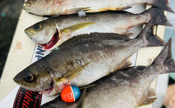 夏磯フカセ釣りで良型クロとイサキが好反応【大分】新発売ウキを使い分けて攻略！