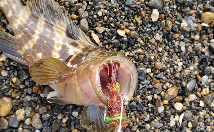 リスが作った天然ルアー「森のエビフライ」で釣りしてみた　狙い通りキジハタがヒット！