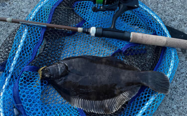 釣った2種のカレイ煮付けを食べ比べしてみた！ イシガレイとクロガシラカ…