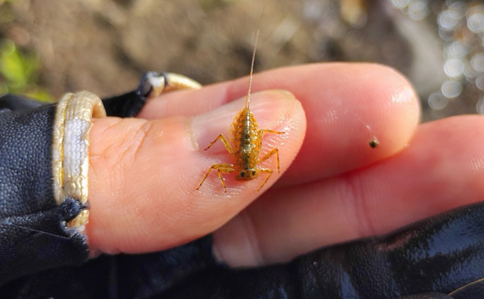 渓流釣りの【餌別アワセのタイミング】を徹底解説　フッキング率向上の鍵は流し方にあり
