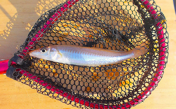 早朝3時間限定のボート釣りでシロギスを快釣！【兵庫】ゲスト交じりでヒット多発