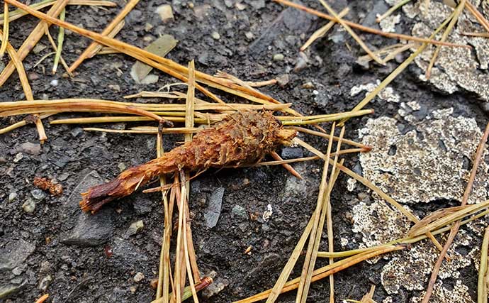 リスが作った天然ルアー「森のエビフライ」で釣りしてみた　狙い通りキジハタがヒット！