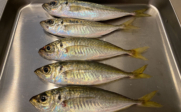 館山エリアの堤防でソウダガツオ5匹キャッチ！【千葉】今期の魚は一筋縄ではいかない？