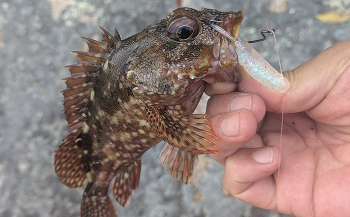 漁港周辺の浅場でライトロックゲームを満喫【京都】シオにハタ類など5魚種をキャッチ！