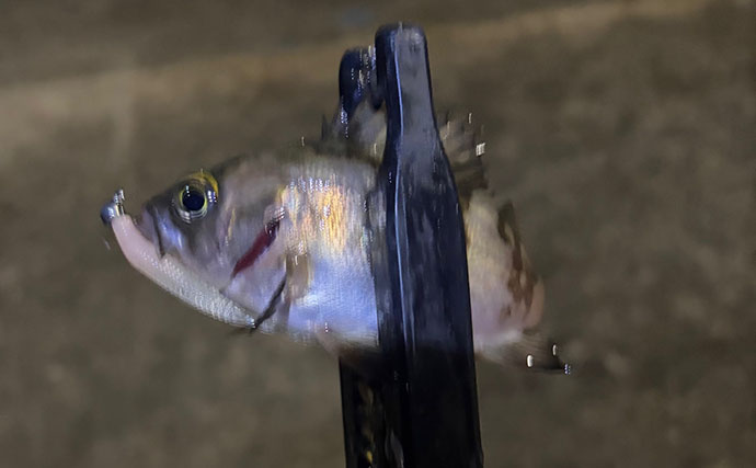梅雨にメバルが釣れなくなる理由とは？　「魚が消えた」と感じる原因と攻略法を解説