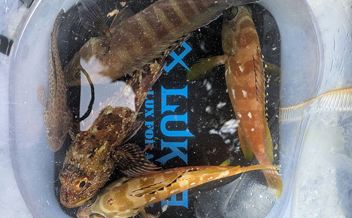 漁港周辺の浅場でライトロックゲームを満喫【京都】シオにハタ類など5魚種をキャッチ！