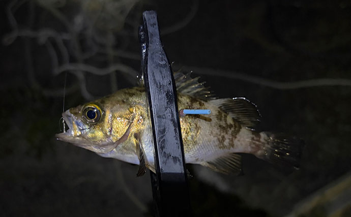 「満月の夜は釣れない」は本当か？　狙う場所・レンジ・魚種次第で釣れる！
