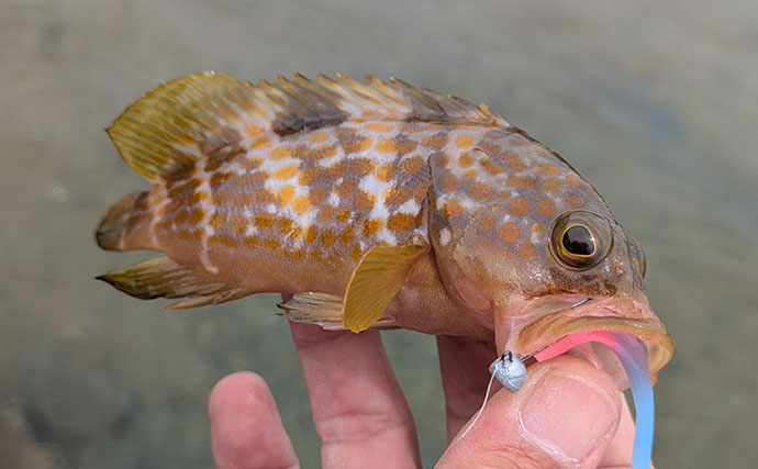 日中ライトルアー釣行でハタ類にガシラと根魚続々【京都】千切れたワームでも連発？