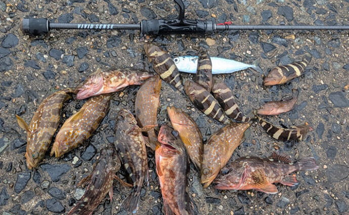 日中ライトルアー釣行でハタ類にガシラと根魚続々【京都】千切れたワームでも連発？