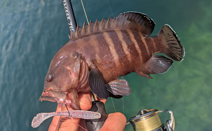 漁港周辺の浅場でライトロックゲームを満喫【京都】シオにハタ類など5魚種をキャッチ！