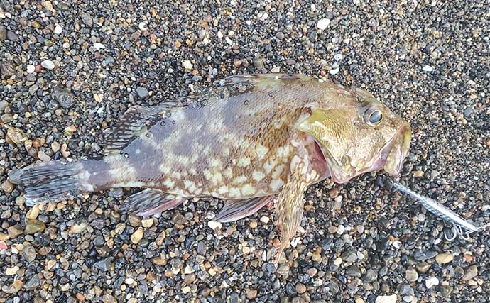 リスが作った天然ルアー「森のエビフライ」で釣りしてみた　狙い通りキジハタがヒット！