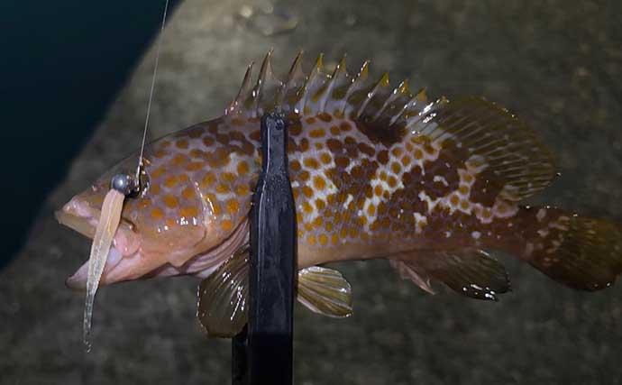 海水温25℃を超えると夏魚のシーズンが本格化！ 大阪湾沿岸で狙えるターゲットを紹介