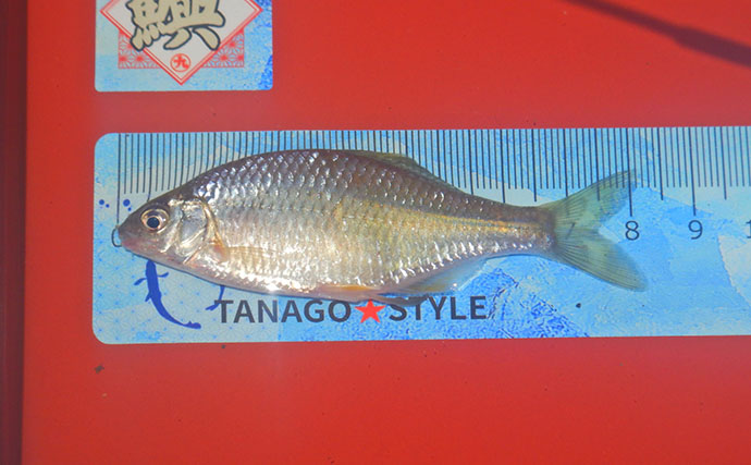 埼玉・びん沼川で淡水「二刀流」釣りを満喫　タナゴ23尾に50cm級コイも登場