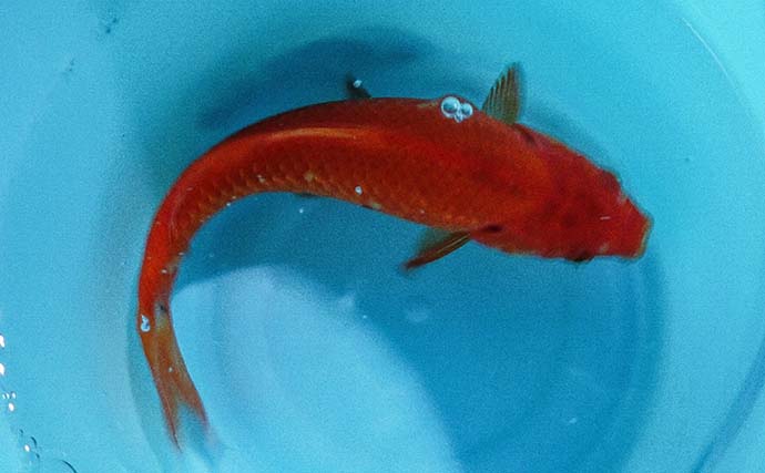 中1の甥っ子と屋内釣り堀で本気の釣果勝負！ 結果はまさかの「43対47」で叔父敗北
