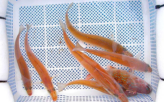 猛暑を避けて「朝の3時間」だけボート釣り！ 19cm頭にシロギス12匹をキャッチ【播磨灘】